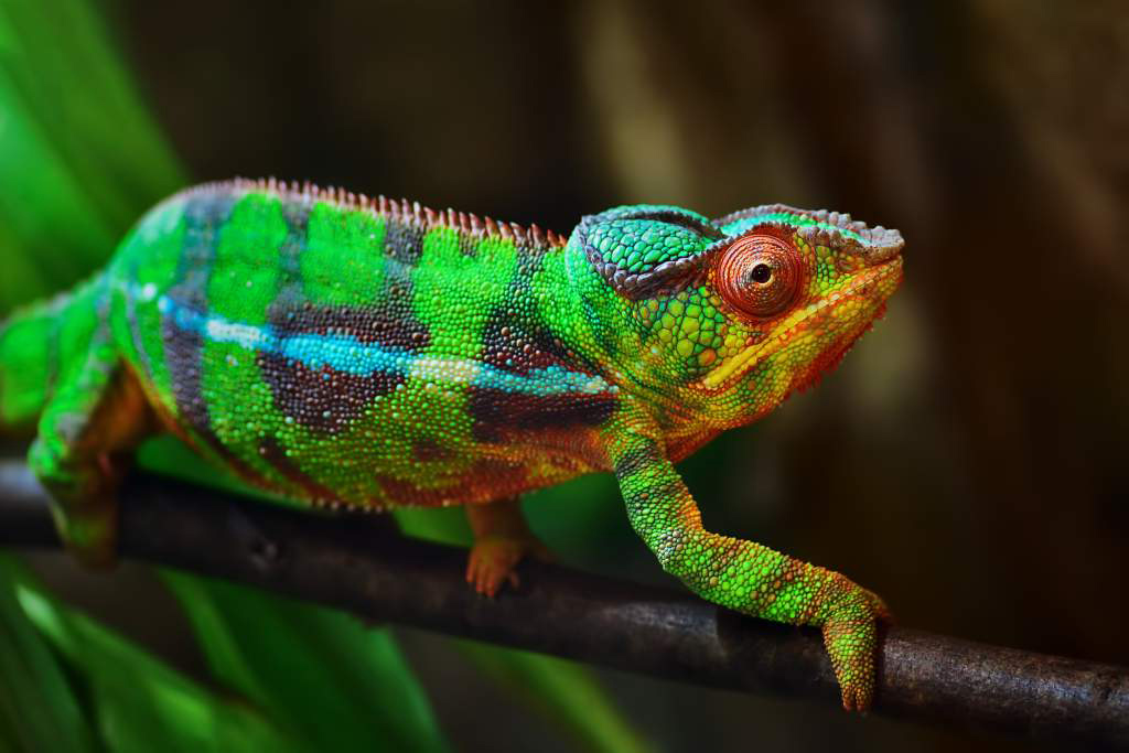 Camäleon Bildlich Für IT-Integration