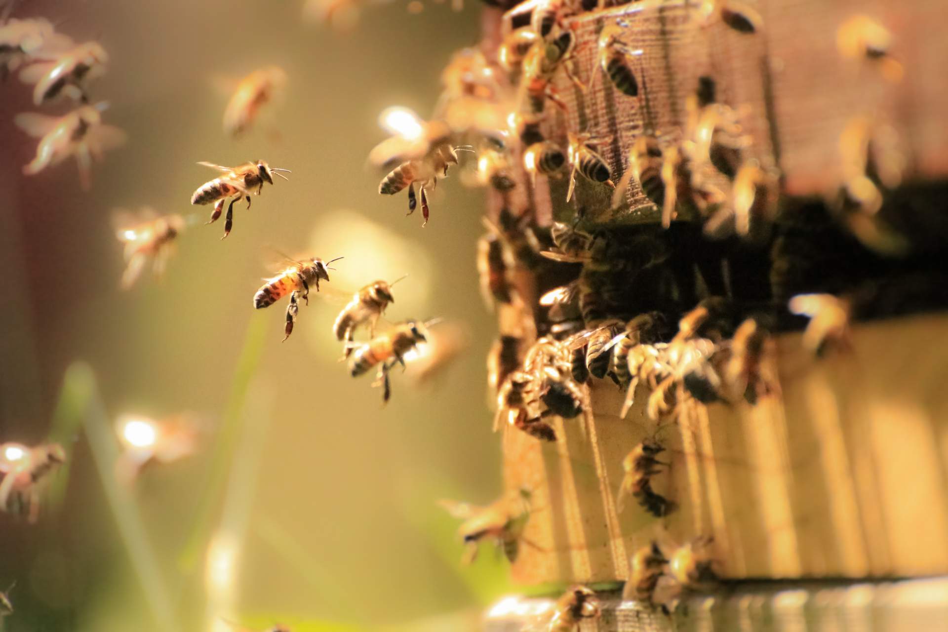 Bienenstock bildlich für IT-Betrieb